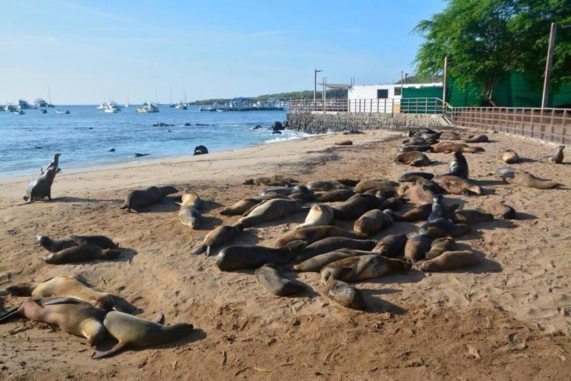 La Casa D Juan Lejlighed Puerto Baquerizo Moreno Eksteriør billede